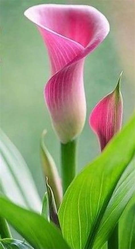 Pink calla lilies – Artofit