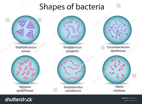 Streptococcus Diagram