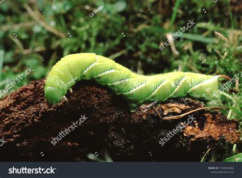 Carolina Sphinx Moth Caterpillar Manduca Sexta Stock Photo 1569454360 ...