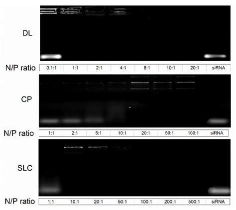 Selection and Incorporation of siRNA Carrying Non-Viral Vector for ...