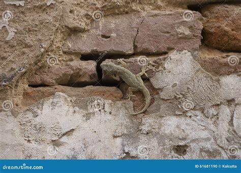 Gecko Crawling a Wall, Lizard Camouflage Stock Photo - Image of cracked ...