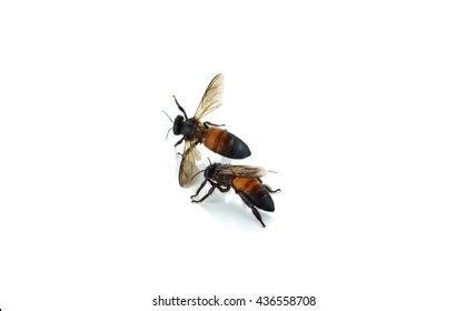 Image result for Debug Block