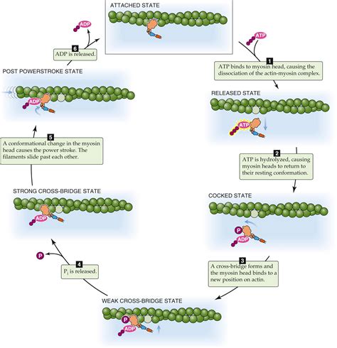 Cellular Physiology of Skeletal, Cardiac, and Smooth Muscle - Clinical Tree