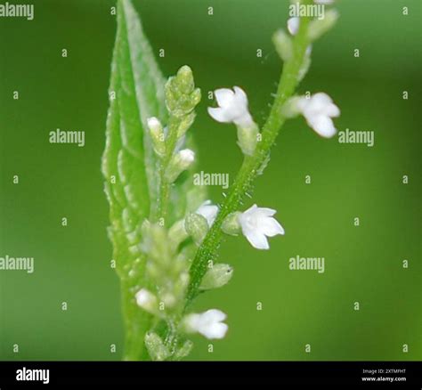 white vervain (Verbena urticifolia) Plantae Stock Photo - Alamy