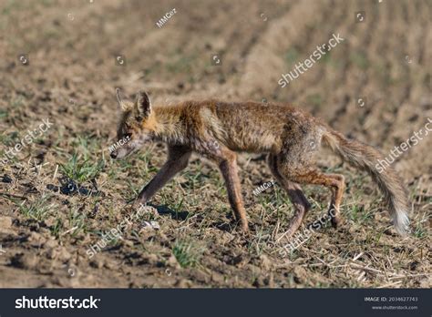 Sarcoptic Mange Coyote