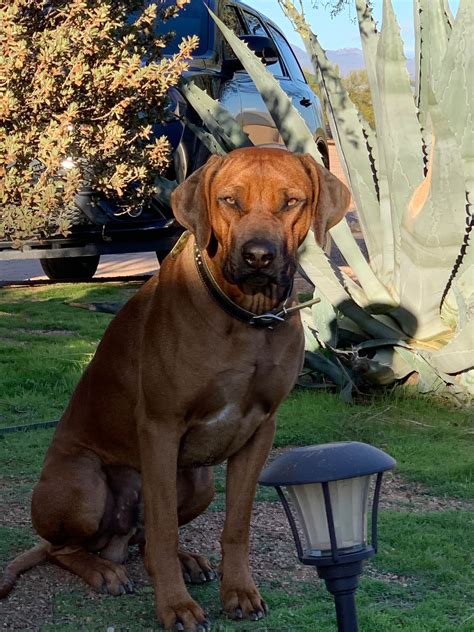 Rhodesian Ridgeback Puppies For Sale In Arizona
