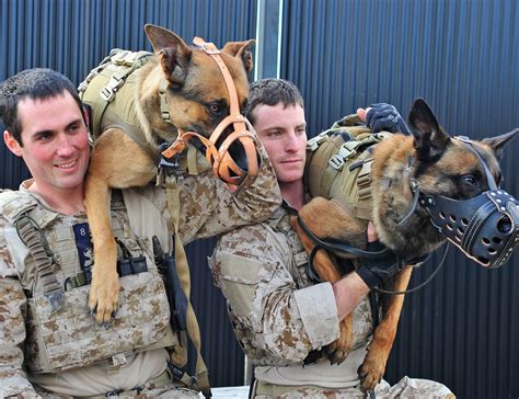 What Dogs Do Navy Seals Use