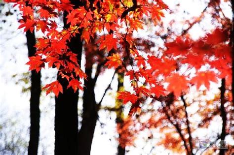 THE BEST Places to Visit in Huadian (2026) - Must-See Attractions