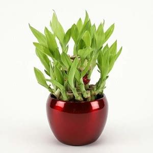 Vibrant Green Two Layer Bamboo Plant Price in India - Buy Vibrant Green ...