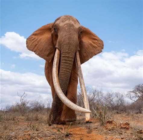 How Do Elephants Have Ivory Tusks at Rosemary Hurwitz blog