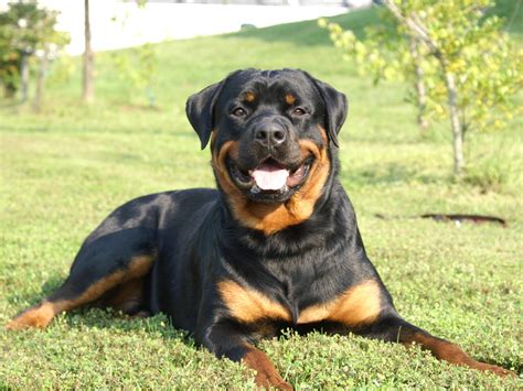 Rottweiler - All Big Dog Breeds