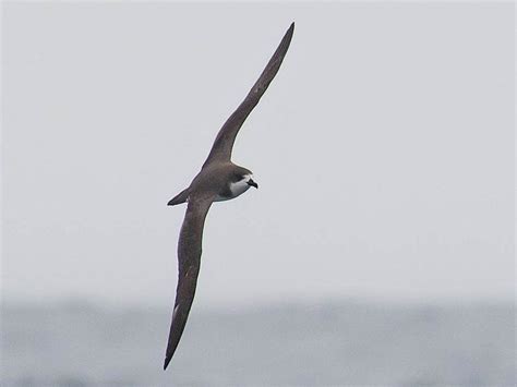 Hawaiian Petrel - eBird