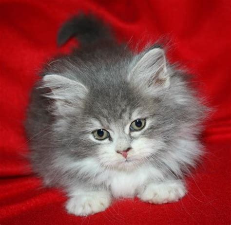 Sibirische Katzen in Wegscheid | Tiere | Kleinanzeigen