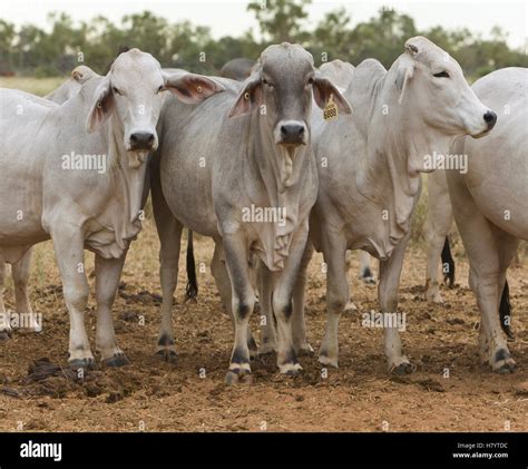 Brahma Cattle (Bos indicus) trio, Queensland, Australia Stock Photo - Alamy