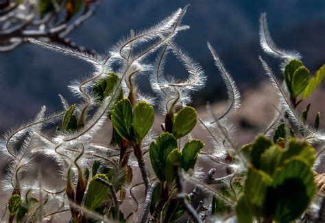 Chaparral Species are a feisty group of plants and animals