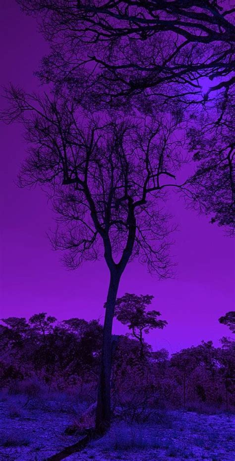 Black and Purple Nature 的图像结果