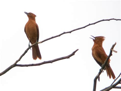 Caatinga Cacholote - eBird