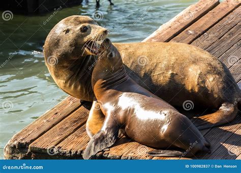Sea Lions at Pier 39 San Francisco, California Stock Image - Image of ...