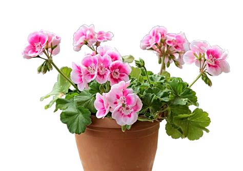 How To Look After Geraniums - Northernpossession24