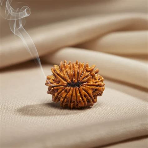 14 Mukhi Rudraksha – Rudraksha Life