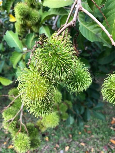 Cloud Farm Live Rare Yellow Rambutan Hybrid Exotic Fruit Seedling Live ...