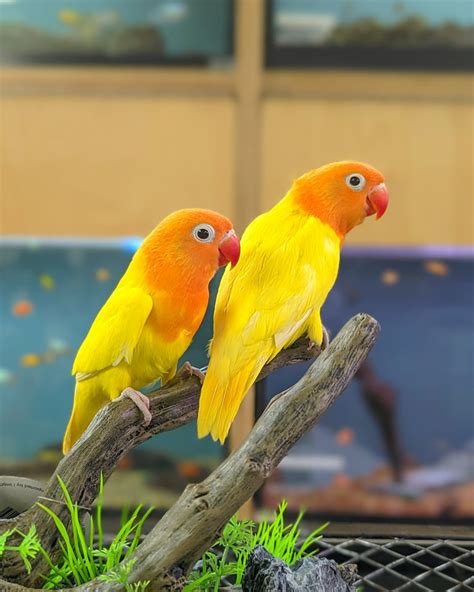 Image result for Elevage Inseparable Conseils