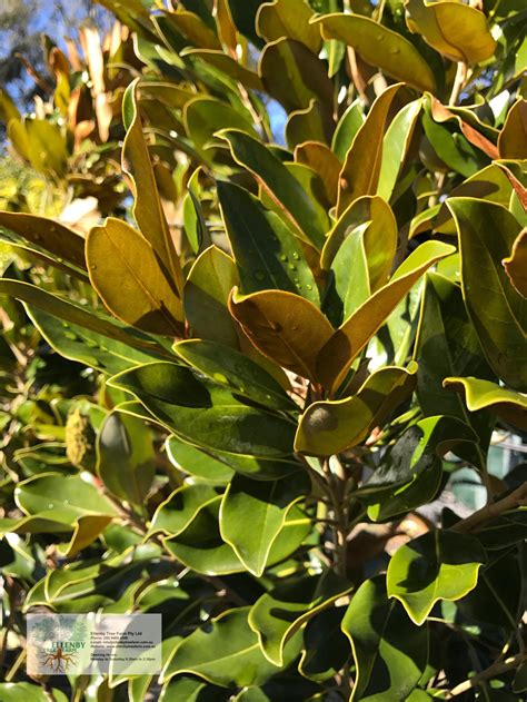 Magnolia grandiflora - Little Gem — Ellenby