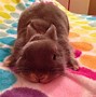 Image result for Baby Netherland Dwarf Bunny
