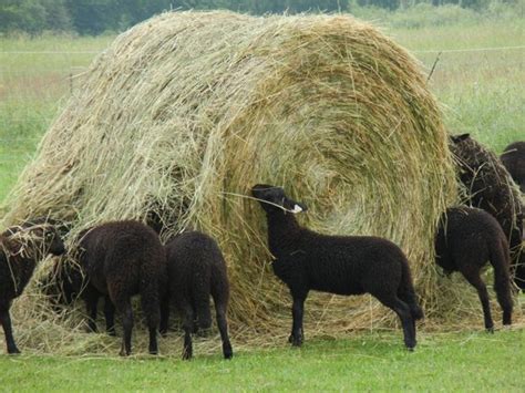 Image result for Gum Paste Welsh Sheep