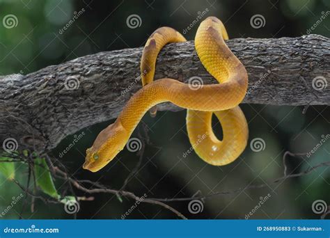 Yellow Flat-nosed Viper ( Craspedocephalus ) Hanging on a Branch. Beautiful Colored Venomous Pit ...