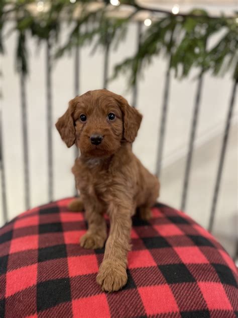 Image result for Female Cockapoo