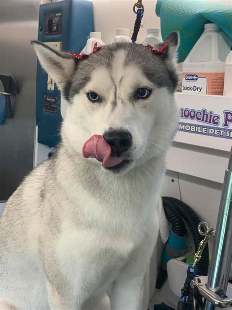 Dog Grooming Gallery Indiana | Smoochie Pooch Gallery