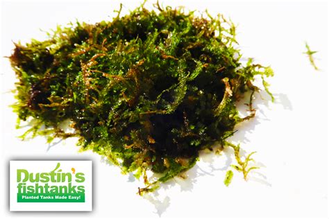 Image result for Best Fish for Java Moss