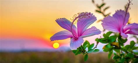 Beautiful of blooming pink hibiscus flower against sunset golden light ...