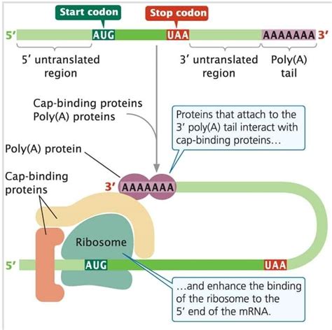 RNA Polya 的图像结果