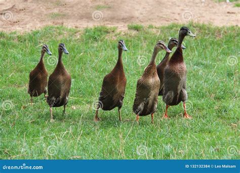 Indian Runner Ducks Run Across the Lawn Stock Photo - Image of ...
