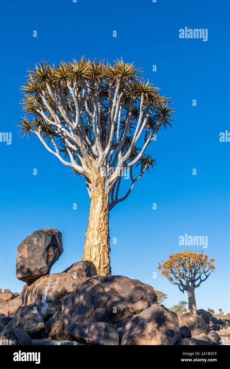 Image result for Rbeadth First Search Algorithm GIF