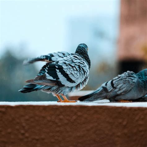 Health risks associated with pigeon droppings | Meer