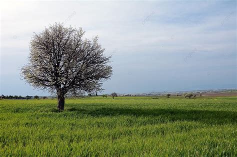 Plain Spring Background 的图像结果