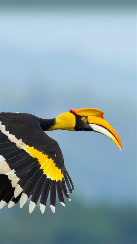 Bing Bird Wallpaper 的图像结果