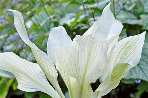 The White Feather Hosta: A Majestic Elegance in the World of ...