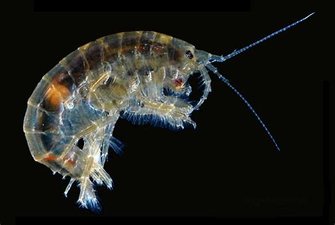 Parasites Use Sophisticated Biochemistry to Take Over Their Hosts - The ...