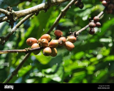 Image result for Java Coffee Plantation