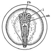 In Vivo Analysis of Embryo Development and Behavioral Response of ...