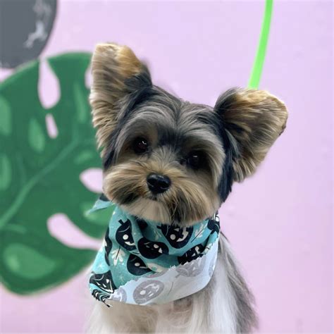 Yorkie Teddy Bear Haircut: Tips for a Cute Look - Rocky Kanaka