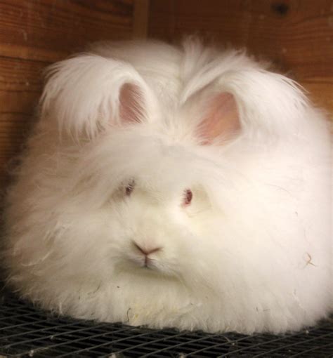 UK National Angora Rabbit Club - Page 6 of 29 - UK National Club