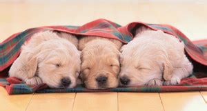 Posters for room. Collection of cute little puppies. Paper Print ...