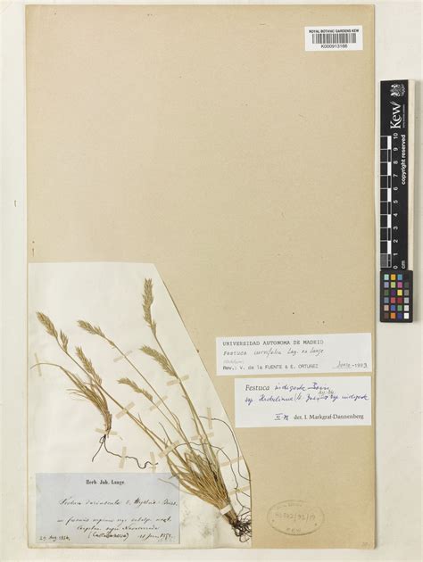 Festuca indigesta Boiss. | Plants of the World Online | Kew Science
