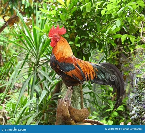 Red Junglefowl - Gallus Gallus Tropical Bird Phasianidae. it is the Primary Progenitor of the ...