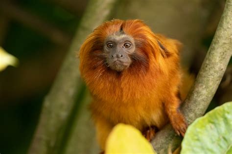 Monkey And Lion Photos, Download The BEST Free Monkey And Lion Stock ...